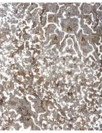 Grise Persan Tapis Persan vintage  339 x 228 cm